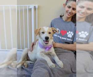 Mutt Dogs for adoption in McKinney, TX, USA
