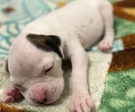 Small Photo #9 Boxer Puppy For Sale in EAST FISHKILL, NY, USA