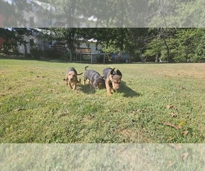 Bloodhound Puppy for sale in FLAT ROCK, IL, USA