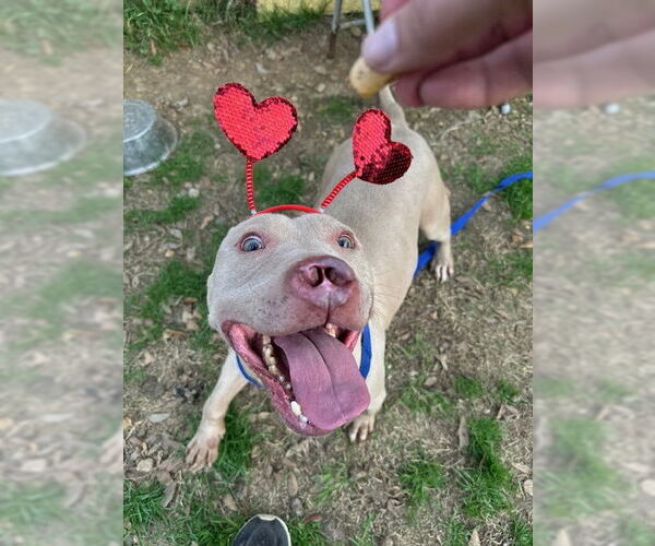 Medium Photo #2 American Staffordshire Terrier-Unknown Mix Puppy For Sale in Jackson, MS, USA