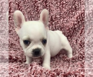 French Bulldog Puppy for sale in JOHNS ISLAND, SC, USA