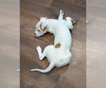 Small #11 American Staffordshire Terrier-Labrador Retriever Mix