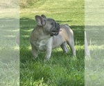 Small Photo #6 French Bulldog Puppy For Sale in FOLSOM, CA, USA