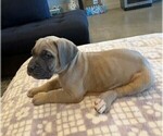 Small Photo #9 Cane Corso Puppy For Sale in DOWNEY, CA, USA