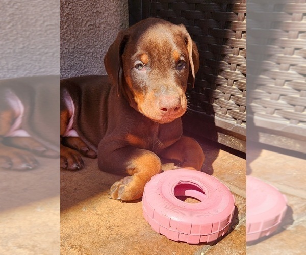 Medium Photo #2 Doberman Pinscher Puppy For Sale in RIVERSIDE, CA, USA