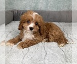 Small #4 Cavapoo