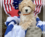 Small #1 ShihPoo