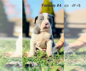 Medium American Bulldog