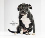Small #3 Labrador Retriever Mix