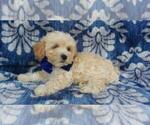 Small Photo #6 Maltipoo Puppy For Sale in LANCASTER, PA, USA
