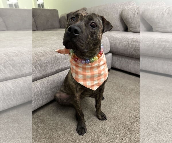Medium Photo #11 American Pit Bull Terrier-Unknown Mix Puppy For Sale in Minneapolis, MN, USA