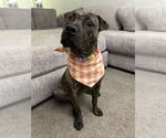 Small #10 American Pit Bull Terrier Mix