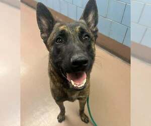 - Mix Dogs for adoption in Imlay City, MI, USA
