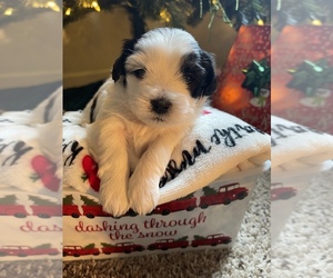 Mal-Shi Puppy for sale in OREGON CITY, OR, USA