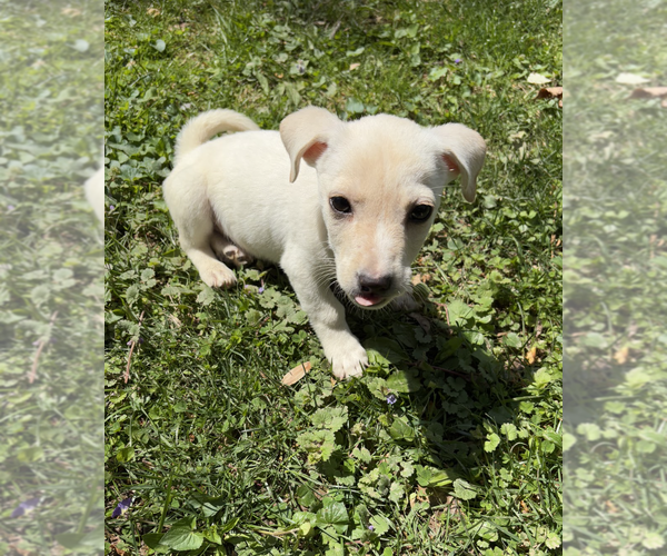 Medium Photo #4 Chihuahua-Unknown Mix Puppy For Sale in Rockville, MD, USA