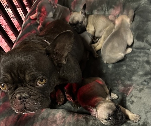 Medium Photo #1 French Bulldog Puppy For Sale in YUCAIPA, CA, USA