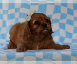 Small #1 Cavalier King Charles Spaniel