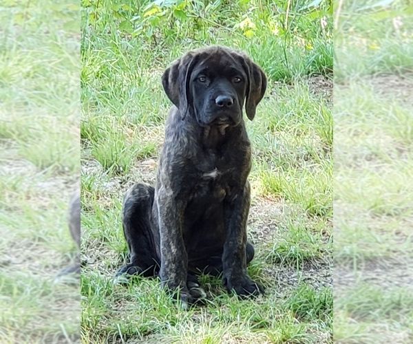 Medium Photo #1 Mastiff Puppy For Sale in LE ROY, MI, USA