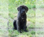 Small Photo #1 Mastiff Puppy For Sale in LE ROY, MI, USA