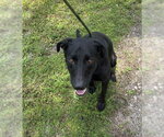 Small Labrador Retriever Mix