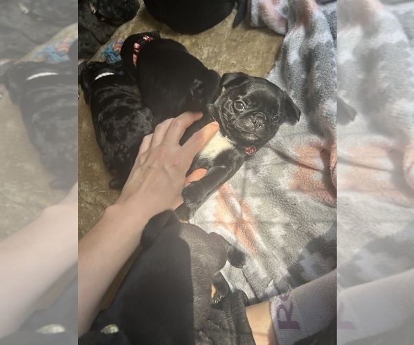 Medium Photo #2 Frenchie Pug Puppy For Sale in BLOOMINGTON, IL, USA