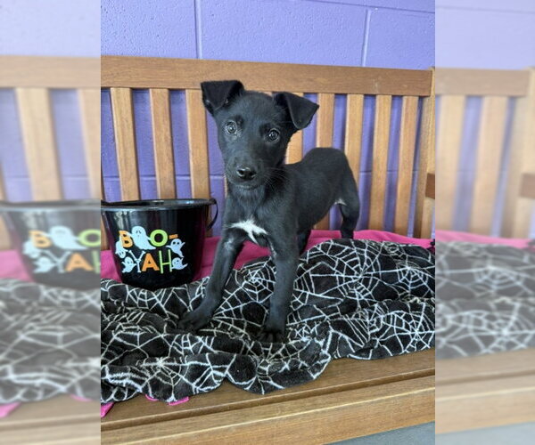 Medium Photo #3 Border Collie-Unknown Mix Puppy For Sale in Genesee, WI, USA