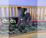 Small Photo #3 Border Collie-Unknown Mix Puppy For Sale in Genesee, WI, USA