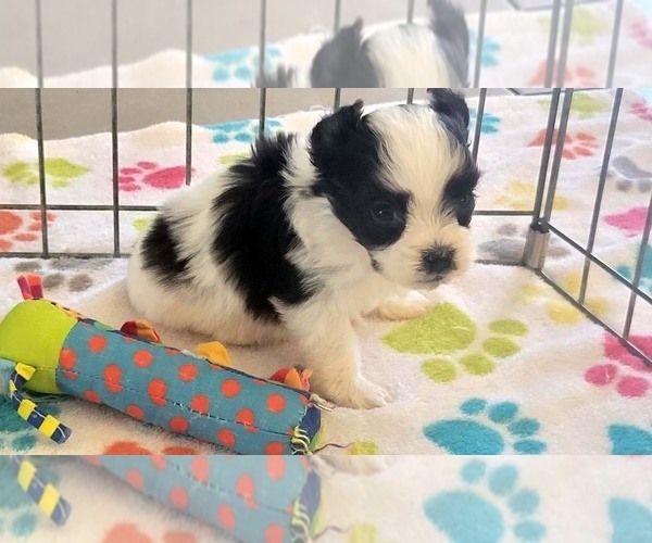 Medium Photo #4 Papitese Puppy For Sale in ORO VALLEY, AZ, USA