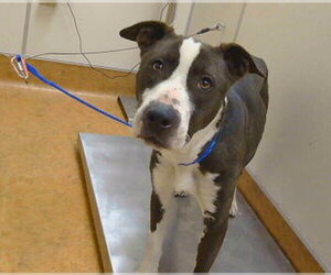 Mutt Dogs for adoption in Sacramento, CA, USA