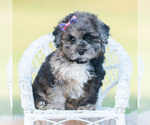 Small Photo #35 Poodle (Toy) Puppy For Sale in WARSAW, IN, USA
