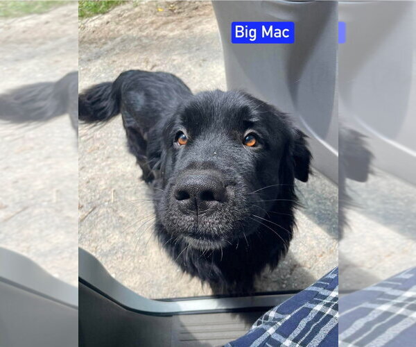 Medium Photo #2 Mutt Puppy For Sale in Foristell, MO, USA