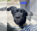 Small #1 Mutt