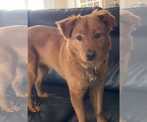Retriever -Unknown Mix Dogs for adoption in Murrells Inlet, SC, USA
