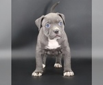 Image preview for Ad Listing. Nickname: Duchess
