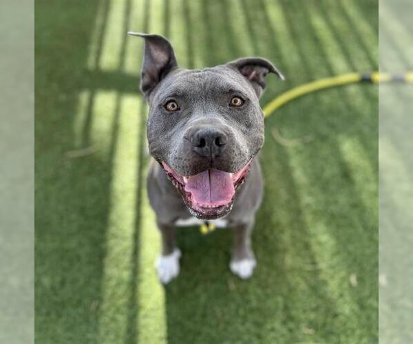 Medium Photo #2 Mutt Puppy For Sale in Las Vegas, NV, USA