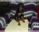 Small #8 Doberman Pinscher