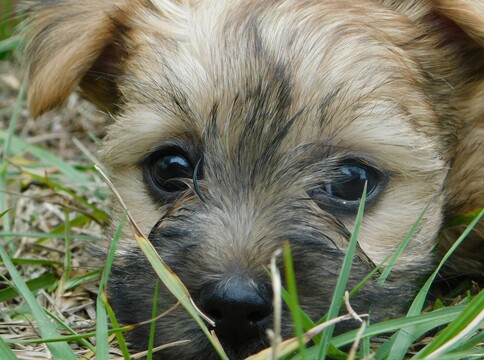 Medium Photo #1 Morkie Puppy For Sale in ORLANDO, FL, USA