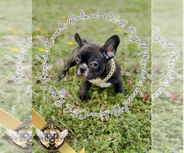Medium Photo #6 French Bulldog Puppy For Sale in ATHENS, GA, USA