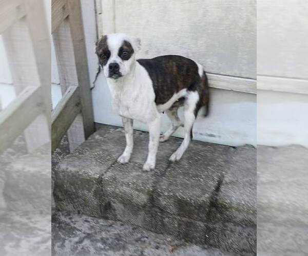 Medium Photo #5 Boxer Puppy For Sale in Dumont, NJ, USA