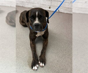 Boxer Dogs for adoption in San Bernardino, CA, USA