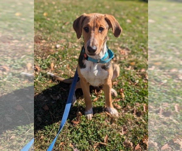 Medium Photo #4 Mutt Puppy For Sale in Uwchlan, PA, USA