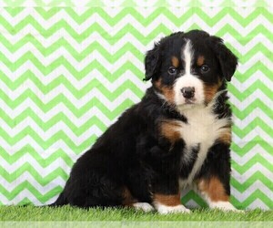 Bernese Mountain Dog Puppy for sale in FREDERICKSBG, OH, USA