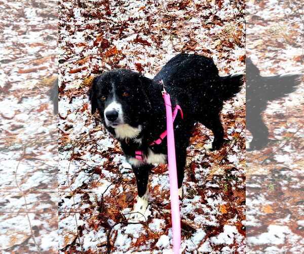 Medium Photo #3 Border Collie Puppy For Sale in Hewitt, NJ, USA