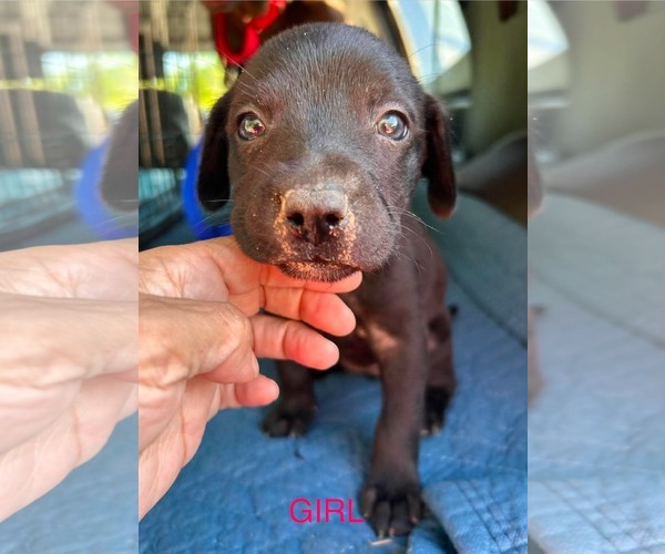 Medium Photo #5 Labrador Retriever-Unknown Mix Puppy For Sale in Fort Worth, TX, USA