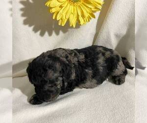 Goldendoodle-Poodle (Miniature) Mix Puppy for sale in FT PLAIN, NY, USA
