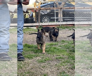 Belgian Malinois Puppy for sale in SANGER, CA, USA