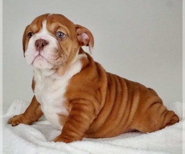 Medium Photo #5 Bulldog Puppy For Sale in NAPPANEE, IN, USA