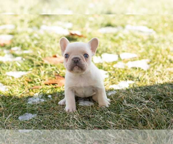 Medium Photo #1 French Bulldog Puppy For Sale in NAPPANEE, IN, USA
