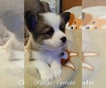 Puppy Orange female Pembroke Welsh Corgi