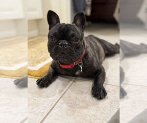 French Bulldog-Unknown Mix Dogs for adoption in Studio City, CA, USA